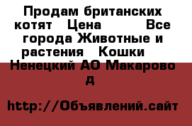 Продам британских котят › Цена ­ 500 - Все города Животные и растения » Кошки   . Ненецкий АО,Макарово д.